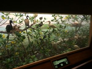 Cuthbert Rookery 디오라마는 한때 깃털 사냥으로 멸종 위기에 처했던 많은 새들을 포함하고 있다.