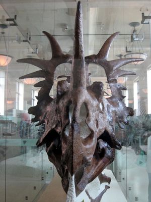 스테고사우루스(Styracosaurus) 골격
