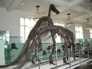 에드몬토사우루스 안넥텐스(Edmontosaurus annectens) 화석 골격