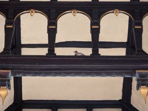 홀의 지붕틀에 있는 흰뺨오리