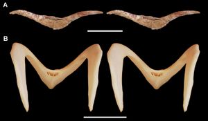 입체 이미지는 A. riocoloradensis (A)와 마그파이 기러기(Magpie-goose), Anseranas semipalmata(B)의 경쇄골을 보여준다. 축척 막대는 (A)에서 10 cm, (B)에서 2 cm이다.