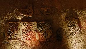 사르코수쿠스의 골판