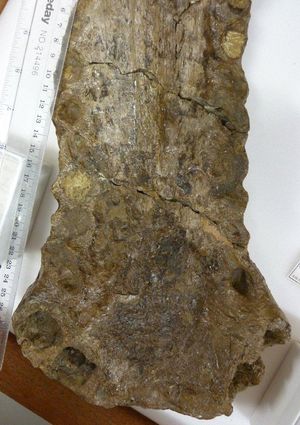 사르코수쿠스 하르티 (표본 PV R 3423)의 하악 결합부