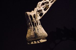 재구성된 두개골의 정면 모습