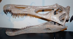 오스트레일리아 박물관(Australian Museum)에 전시된 수코미무스 테네렌시스(Suchomimus tenerensis) 두개골 재구성