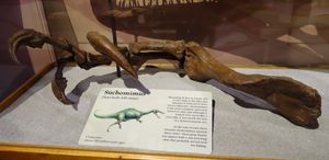 수코미무스의 재구성된 앞다리와 손, 고대 생명 박물관, 유타