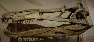 복원된 두개골. 유타 주 고생물 박물관