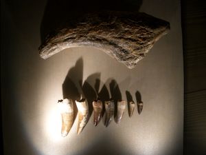 갈고리 발톱과 이빨. 베네치아 시립 자연사 박물관