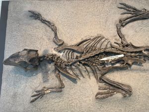 P. mongoliensis AMNH 6253, "Protiguanodon" 모식표본. 위석이 존재함에 주목