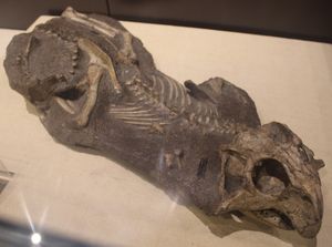 P. sinensis의 모식표본 (IVPP V738)