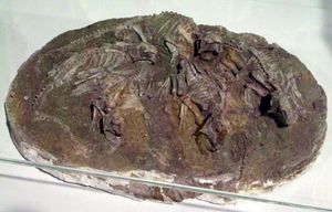 이전에 홍산사우루스로 기술된 미성숙 개체, 홍콩 과학 박물관