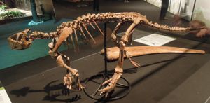 조립된 P. mongoliensis 골격, 다이노사우루스(Dinosaurium)