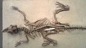 P. mongoliensis 표본 AMNH 6254의 위장 부위의 위석(화살표)