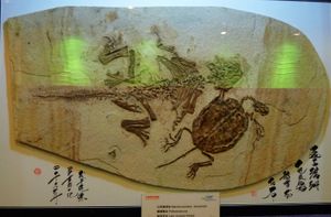 오르도세미스 리아오시엔시스와 같은 암석에 보존된 프시타코사우루스의 화석. 샹하이 수족관에 전시되어 있다.