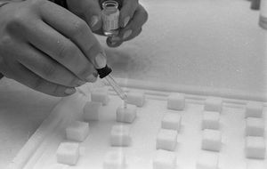 1967년 본, 서독에서 예방 접종 캠페인에 사용하기 위해 각설탕에 경구용 소아마비 백신을 투여하고 있다.