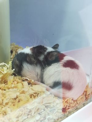 일본 애완용 생쥐 (Mus musculus molssinus)