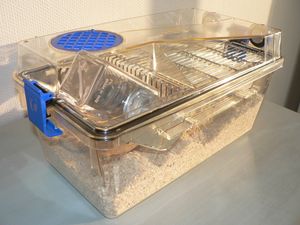 개별 환기 및 밀폐된 실험용 쥐 케이지