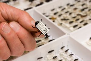 표본 핀으로 고정된 딱정벌레 표본의 컬렉션 바코드 예시