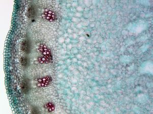 식물 줄기의 조직학적 단면도 (Alliaria petiolata).