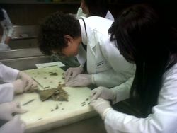 Instituto Nacional de Cardiologia in Mexico}})에서