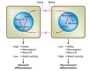 신경 발생에서의 노치-델타 시스템(Slack Essential Dev Biol Fig 14.12a)