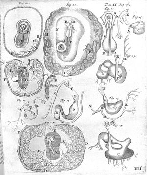 마르첼로 말피기의 1687년 저작 《알에서 닭의 형성에 대하여(De Formatione Pulli in Ovo》에 실린 닭 배아 그림