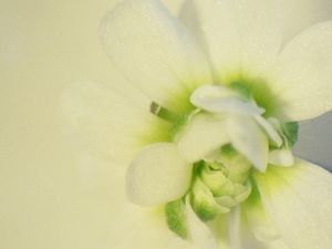 1873년에 처음 기록된 겹꽃 돌연변이