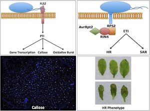 애기장대에서 병원체 인지의 구성 요소PAMP 유도 면역의 개략도: FLS2에 의한 플라젤린 인지 (왼쪽 상단)