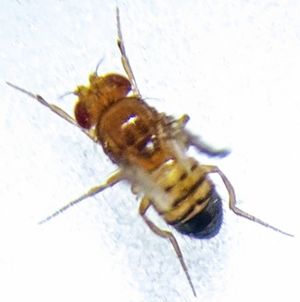 검은 몸, 흔적 날개, 갈색 눈 돌연변이를 보이는 삼중 돌연변이 수컷 초파리 (Drosophila melanogaster)