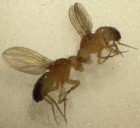 야생형 날개 (왼쪽) vs. 미니어처 날개 (오른쪽)