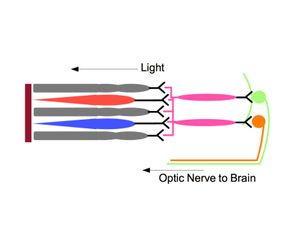 Phototransduction and ipRGCs in mammals
