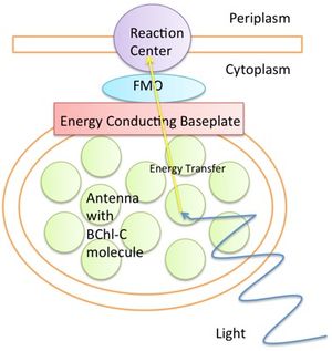 FMO 복합체의 다이어그램. 빛은 안테나의 전자를 여기시킨다. 여기는 FMO 복합체의 다양한 단백질을 거쳐 반응 중심부로 전달되어 광합성을 더욱 진행시킨다.