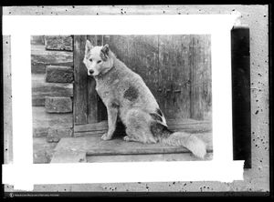 유카기르 라아이카