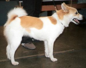 노르보텐스페츠