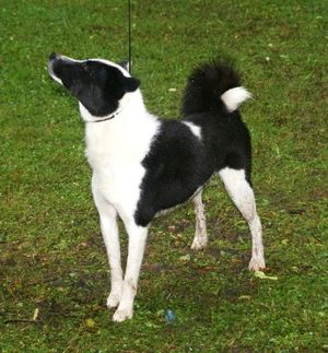 러시아-유럽 라이카