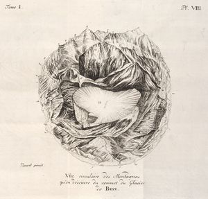 오라스-베네딕트 드 소쉬르의 보야주 당 레 알프, 프레세데스 단 에세 쉬르 스토리 나튀렐 데 자비롱 드 제네브 (뇌샤텔, 1779–96, pl. 8)에 실린 "뷰 세르큘레 데 몽타뉴 퀘 온 데쿠브르 뒤 소메 뒤 글라시에 드 뷔에".