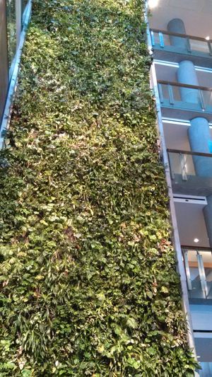 사회 과학 대학 건물에 있는 녹색 벽은 북미에서 가장 높은 살아있는 바이오필터이다. 녹색 벽은 대학교의 지속 가능성 프로젝트의 한 예이다.