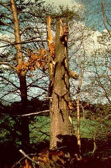 낙뢰로 부러지고, 줄기가 찢어진 나무.막대한 열로 인해 줄기 내부의 수분이 순식간에 수증기가 되어 내부에서 파열된다.