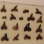 후타바사우루스와 함께 발견된 상어(Cretalamna 속)의 이빨 화석. 국립과학박물관 전시.