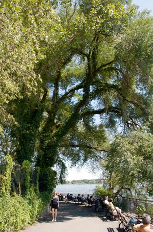 여름의 칼 슈러츠 공원