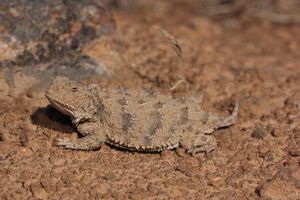 피그미 짧은 뿔도마뱀