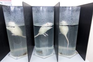 생쥐에게 스트레스를 주고 반응을 비교하는 강제 수영 실험
