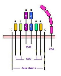 보조 T세포의 항원 수용체와 보조 단백질들