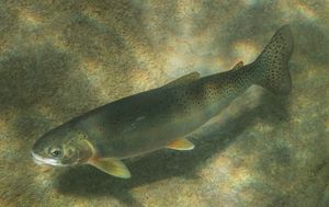 미들 포크 플랫헤드 강의 네오보레알 컷스로트송어