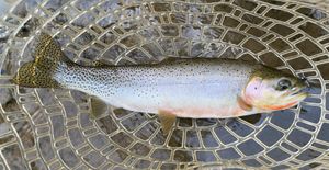 세인트조 컷스로트송어