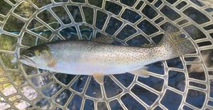 노스 포크 클리어워터 컷스로트송어