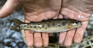 존 데이 컷스로트송어