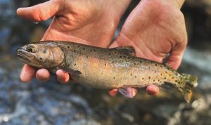 퀸 강 컷스로트송어