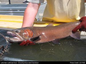 라혼탄 컷스로트송어
