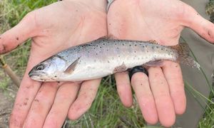 윌로우-화이트호스 분지 컷스로트송어